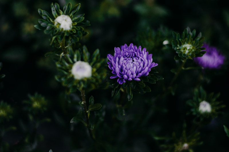 紫色菊花特写照片|HD墙纸,丁香,叶子,季节,开花,明亮,树,植物,特写,生长,紫罗兰花,紫色花,紫菀,绿色,美丽,花,花园,花瓣,芽,颜色-海量高质量免版权图片素材-设计师素材-摄影图片-mitapix-美塔图像