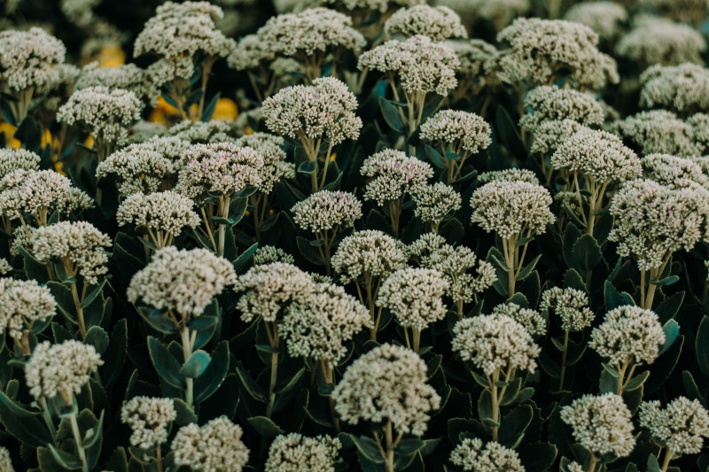 白簇花盛开|yarrow,丛生,大气,大气的夜晚,季节,开花,户外,植物,生长,田野,盛开,美丽,色彩,花卉,花园,装饰,风景,高清壁纸-海量高质量免版权图片素材-设计师素材-摄影图片-mitapix-美塔图像