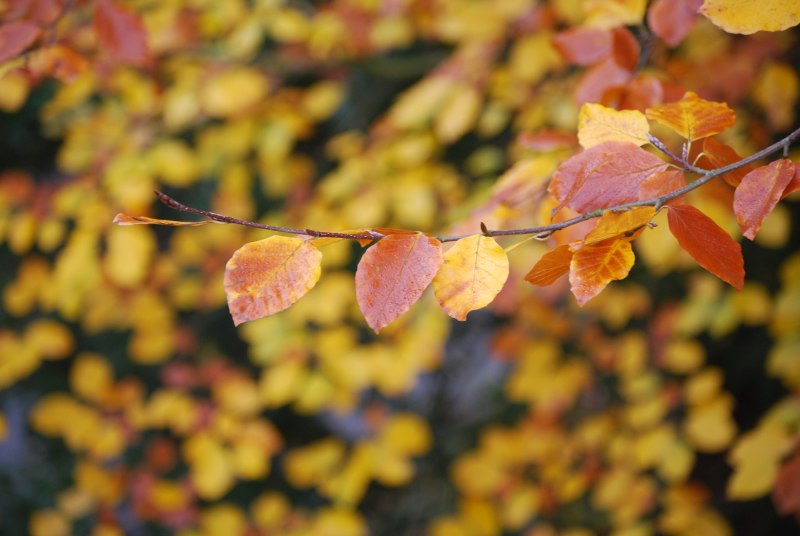 棕色和黄色的叶子在专注的照片Brown and Yellow Leaves on Focus Photo|autumn,autumn colours,autumn leaf,autumn leaves,Beautiful,Blur,blurred background,BRANCH,bright,Close-up,color,environment,fall,fall leaves,Flora,Focus,Garden,Gold,leaf,Leaves,Light,macro,nature,orange,outdoors,Season,texture,tree,vibrant,wood,yellow,充满活力,光,光明,分支机构,叶,叶子,季节,宏,户外,木,本质,树,植物区系,模糊,模糊背景,橙色,焦点,环境,秋天,秋天树叶,秋天的叶子,秋天的落叶,秋天的颜色,秋季,美丽,花园,质地,颜色,黄色,黄金-海量高质量免版权图片素材-设计师素材-摄影图片-mitapix-美塔图像