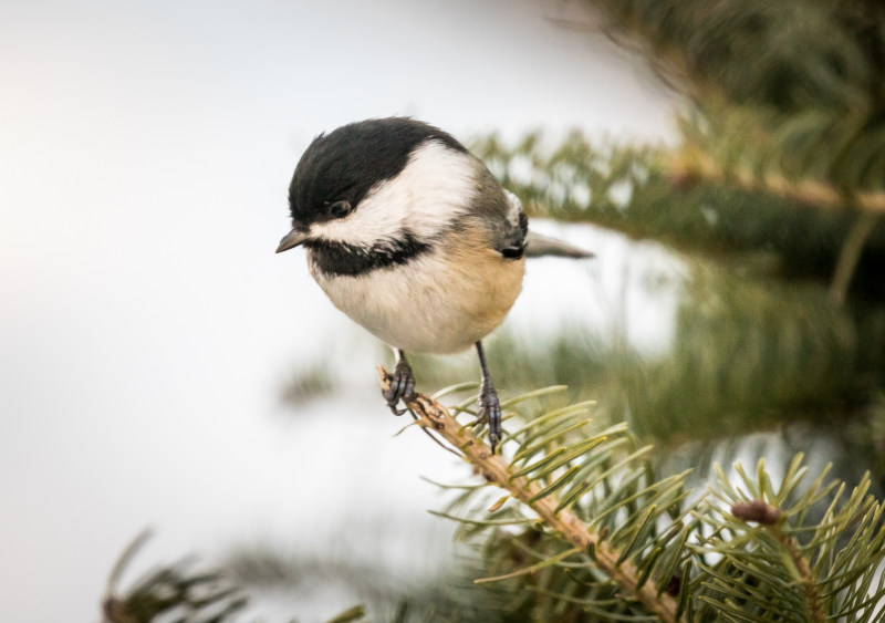 大山雀栖息在树枝上Great Tit Perched on Branch|嘴,在户外,大山雀,小,栖息,眼睛,禽流感,羽毛,鸟-海量高质量免版权图片素材-设计师素材-摄影图片-mitapix-美塔图像