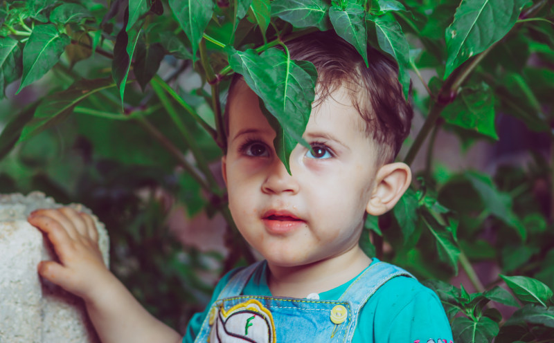 男孩站在绿色有叶子的植物Boy Standing Under Green Leafed Plant|人,儿子,叙利亚,可爱的,叶子,婴儿,孩子,小,是清白的,男孩,肖像,蹒跚学步的-海量高质量免版权图片素材-设计师素材-摄影图片-mitapix-美塔图像