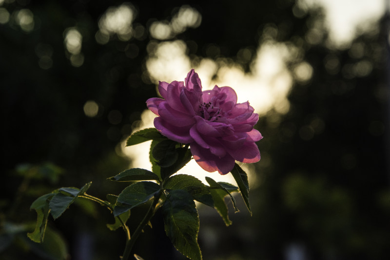 日间粉色玫瑰|叶子,夏天,季节,开花,户外,明亮,树,植物,爱情,特写,玫瑰,生长,盛开,粉红色玫瑰,粉红色花,精致,美丽,背光,色彩,花,花园,花瓣-海量高质量免版权图片素材-设计师素材-摄影图片-mitapix-美塔图像