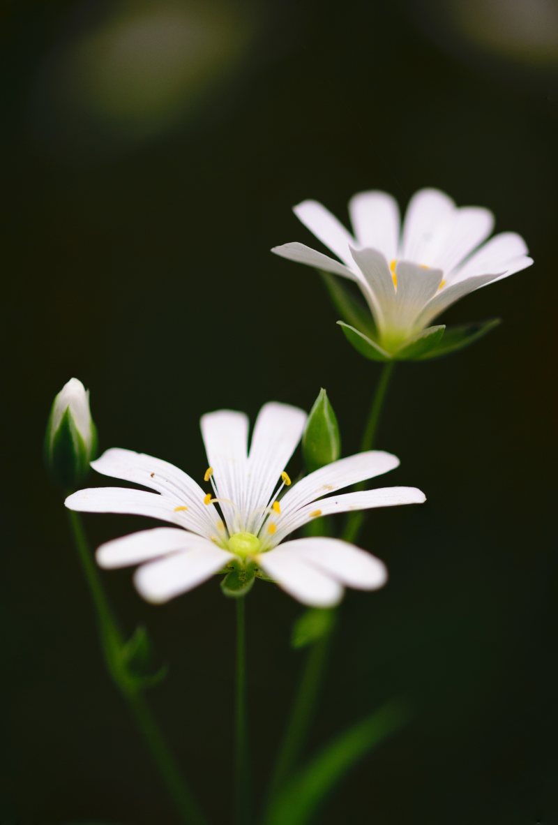 背景美|场景,宏观,开花,户外,新鲜,明亮,植物,模糊,清新,特写,环境,生长,田野,白色,白色花,精致,细节,绿色,美丽,背景,自然,色彩,花园,花瓣,花粉,茎,设计,颜色,鲜花-海量高质量免版权图片素材-设计师素材-摄影图片-mitapix-美塔图像