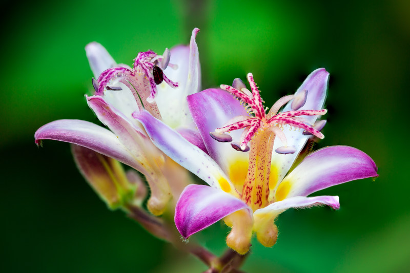 紫色和白色花瓣花的特写照片|公园,叶子,夏,奇异,季节,宏观,开花,户外,明亮,春,植物,模糊,热带,特写,生长,百合,盛开,精致,紫色,美丽,背景,自然,色彩,花卉,花园,花瓣,花粉,黄色-海量高质量免版权图片素材-设计师素材-摄影图片-mitapix-美塔图像