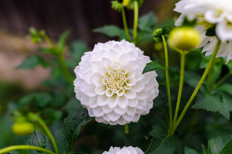 白花摄影|叶子,图案,大丽花,季节,宏观,开花,户外,景深,植物,生长,白色,盛开,精致,绿色,美丽,背景,自然,色彩,花卉,花园,花瓣,花蕾,装饰,雏菊,鲜艳,鲜花-海量高质量免版权图片素材-设计师素材-摄影图片-mitapix-美塔图像