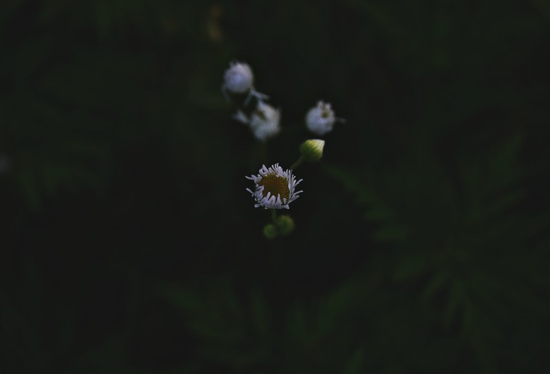 背景模糊特写|叶子,户外,新鲜,植物,模糊,焦点,特写,环境,生长,白色,绿色,背景,花园,花朵,花蕾,颜色,黑暗-海量高质量免版权图片素材-设计师素材-摄影图片-mitapix-美塔图像