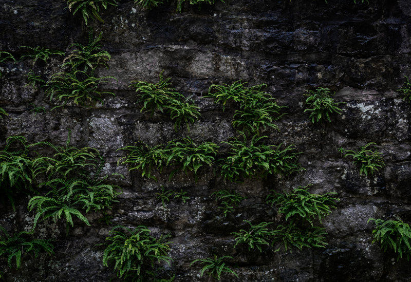 绿色植物|墙壁,岩石,户外,日光,景观,植物,特写,环境,生长,绿蕨类植物,背景,自然,色彩,风景-海量高质量免版权图片素材-设计师素材-摄影图片-mitapix-美塔图像