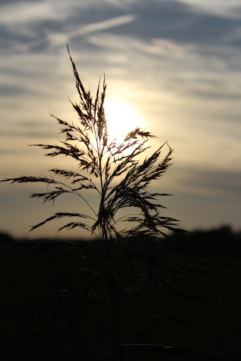 夕阳映照下的植物特写|傍晚,光线,夏天,夜空,太阳,户外,日出,日落,暮光,树叶,植物,背光,轮廓,风景,黎明-海量高质量免版权图片素材-设计师素材-摄影图片-mitapix-美塔图像