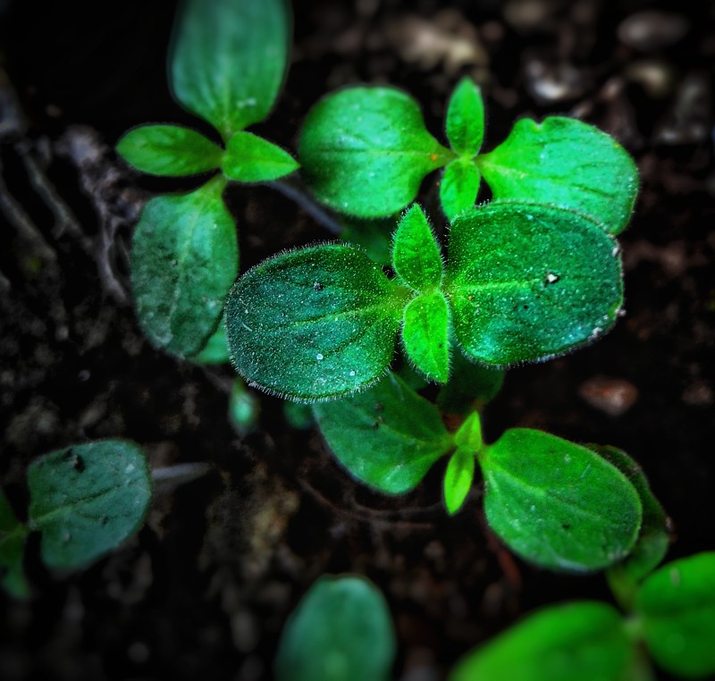 绿色植物|叶子,土壤,天然,小,幼苗,成熟,户外,新鲜,有机,植物,植物区系,特写,环境,球状,生长,田野深度,绿色,花园,芽状,草本,萌芽,蔬菜-海量高质量免版权图片素材-设计师素材-摄影图片-mitapix-美塔图像