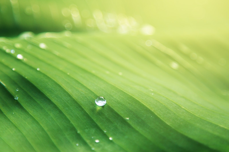 水滴在绿叶Water Droplet on Green Leaf|banana leaf,Blur,bright,closeup,dew,droplets,drops,Focus,fresh,Garden,green,Growth,leaf,Light,line,liquid,macro,moisture,outdoors,rain,raindrops,tree,Water,Waterdrops,wet,光,叶,增长,宏,户外,新鲜,明亮,树,模糊,水,水分,水滴,液体,湿,滴,焦点,特写,线,绿色,花园,雨,雨滴,露水,飞沫,香蕉叶-海量高质量免版权图片素材-设计师素材-摄影图片-mitapix-美塔图像