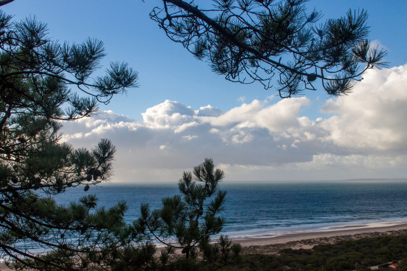 树木海景照片|云彩,天空,户外,松树,树,水,沙滩,波浪,海岸,海景,海洋,海滨,海滩,白天,自然,蓝色,风景-海量高质量免版权图片素材-设计师素材-摄影图片-mitapix-美塔图像