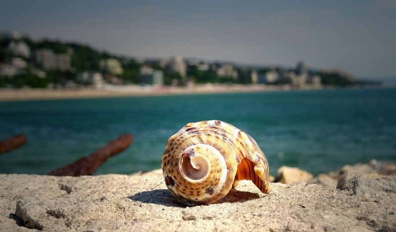 近海石板上的褐色贝壳|岩石,水,海岸,海洋,海滩,贝壳-海量高质量免版权图片素材-设计师素材-摄影图片-mitapix-美塔图像