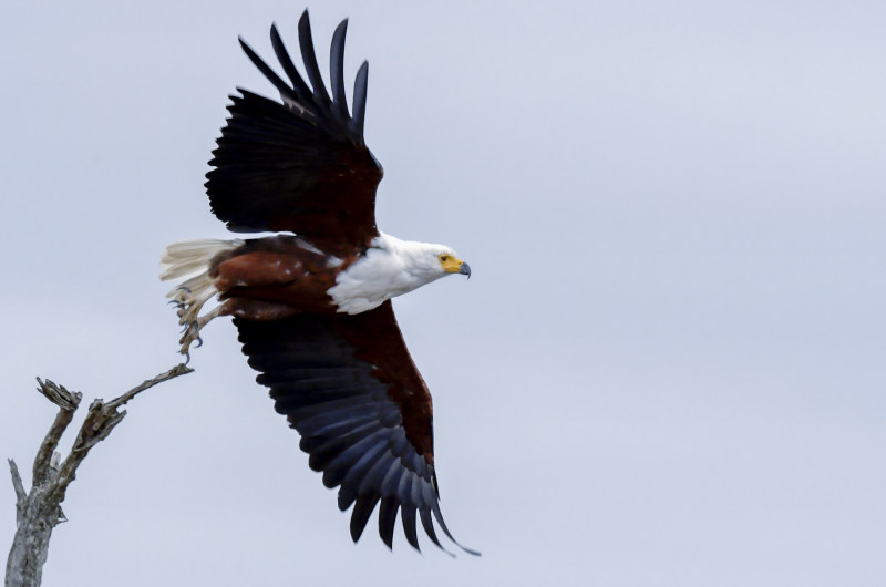 秃鹰飞Bald Eagle About to Fly|beak,bird,bird of prey,eagle,feathers,flight,fly,flying,prey,raptor,wings,猎物,猛禽,翅膀,飞,鸟喙,鹰羽毛-海量高质量免版权图片素材-设计师素材-摄影图片-mitapix-美塔图像