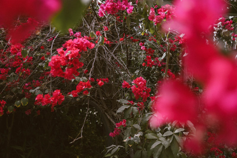 选择聚焦红叶子花属的花的照片Selective Focus Photo of Red Bougainvillea Flowers|分支,叶子,叶子花属,在户外,增长,季节,布鲁姆,开花,束花,植物区系,模糊,灌木,焦点,特写镜头,盛开的,美丽的,美丽的花朵,花,花园,花瓣,颜色-海量高质量免版权图片素材-设计师素材-摄影图片-mitapix-美塔图像