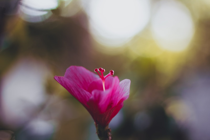 粉红色花朵的选择性对焦摄影|博客,开花,景深,植物,植物群,模糊,焦点,特写,生长,精致,美丽,美丽的花,自然,花,花瓣-海量高质量免版权图片素材-设计师素材-摄影图片-mitapix-美塔图像