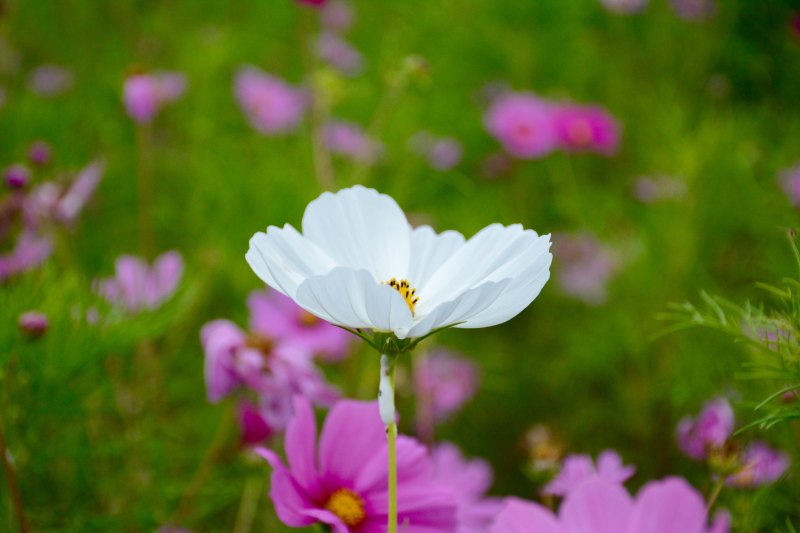 白花花选择性对焦摄影|叶子,开花,户外,景深,植物,模糊,模糊的背景,特写,生长,田野,白色,白色的花,盛开,粉红色,绿色,美丽,美丽的花,自然,色彩,花,花瓣,茎,草-海量高质量免版权图片素材-设计师素材-摄影图片-mitapix-美塔图像