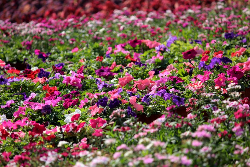 粉红色、紫色和白色凤仙花种植园|五彩缤纷,公园,叶子,季节,开花,户外,明亮,植物,模糊,特写,生长,田野,盛开,绿色,美丽,美丽的花朵,自然,色彩,花卉,花园,花瓣-海量高质量免版权图片素材-设计师素材-摄影图片-mitapix-美塔图像