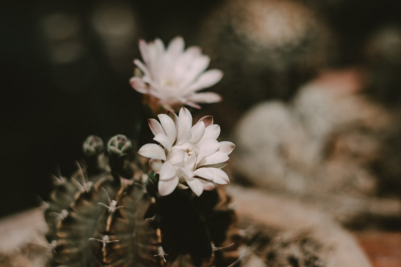 白色花瓣花|一束花,仙人掌,博客,尖锐,开花,植物,模糊,深绿色,焦点,特写,生长,白色的花,绿色,美丽,美丽的花,自然摄影,花,花园,装饰,颜色-海量高质量免版权图片素材-设计师素材-摄影图片-mitapix-美塔图像