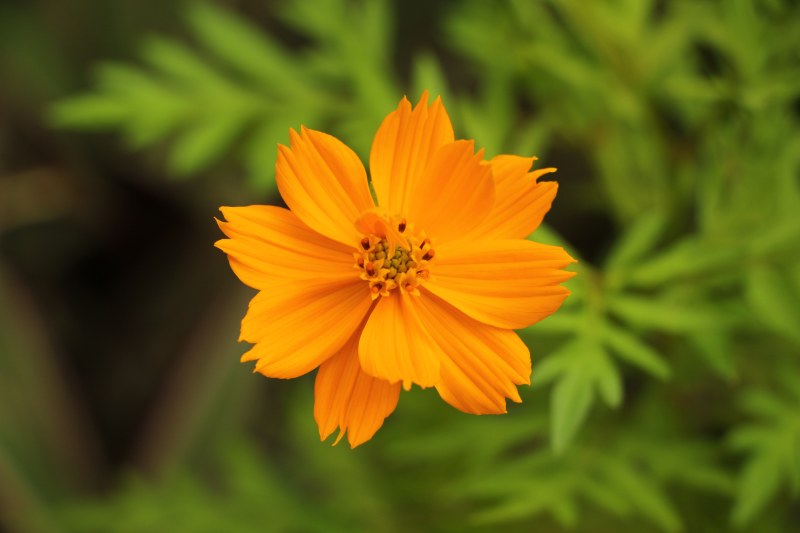 浅焦距黄花摄影|开花,户外,景深,植物,植物学,模糊,活力,焦点,特写,生长,美丽,花,花瓣,花粉,野花,黄色-海量高质量免版权图片素材-设计师素材-摄影图片-mitapix-美塔图像