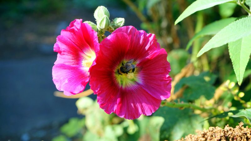 美丽的蜜蜂花|叶子,开花,户外,授粉,明亮,植物,植物学,模糊,特写,生长,粉红色,绿色,美丽,自然,花卉,花园,花朵,花瓣,蜜蜂,颜色-海量高质量免版权图片素材-设计师素材-摄影图片-mitapix-美塔图像