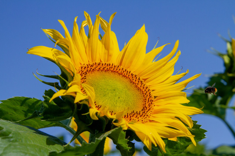 蜜蜂在黄色向日葵附近的特写照片|叶子,向日葵,夏天,太阳,户外,昆虫,明亮,植物区系,特写,生长,田野,美丽,色彩,花,花园,花瓣,花粉,蓝天,蜜蜂,阳光,飞翔,黄花-海量高质量免版权图片素材-设计师素材-摄影图片-mitapix-美塔图像