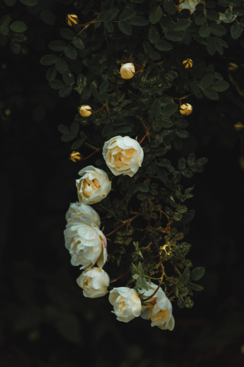 白玫瑰与绿色植物White Rose With Green Plants|Beautiful,Belarus,Blooming,Blossom,BRANCH,bud,color,dark green,darkness,dusk,fall,Flora,Flower,greenwood,Growth,hd wallpapers,leaf,lupines,mother nature,outdoors,petal,plants,Rose,roses,tree,walk,分支,卢平,叶子,增长,大自然,户外,树,格林伍德,植物,深绿色叶,玫瑰,白俄罗斯,盛开的花朵,秋天,美丽,花朵,花瓣,花蕾,走了,颜色,高清壁纸,黄昏,黑暗-海量高质量免版权图片素材-设计师素材-摄影图片-mitapix-美塔图像