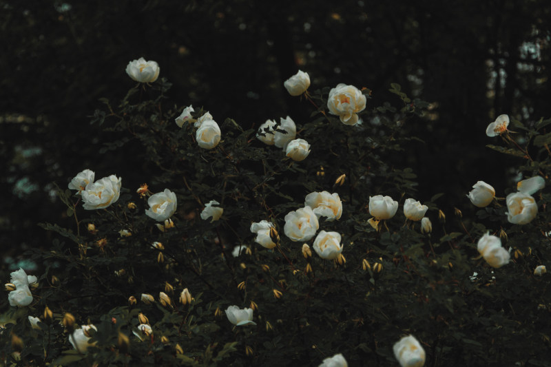 床上的白色有花瓣的花朵Bed of White Petaled Flowers|Beautiful,Belarus,blooming tree,Blossom,bud,color,dark green,darkness,Daylight,environment,Flower,Garden,greenwood,Growth,hd wallpapers,mother nature,outdoors,Petals,plants,roses,tree,tropical,增长,大自然,开花,户外,树,格林伍德,植物,深绿色叶,热带,玫瑰,环境,白俄罗斯,白天,盛开的树,美丽,花,花园,花瓣,花蕾,颜色,高清壁纸,黑暗-海量高质量免版权图片素材-设计师素材-摄影图片-mitapix-美塔图像