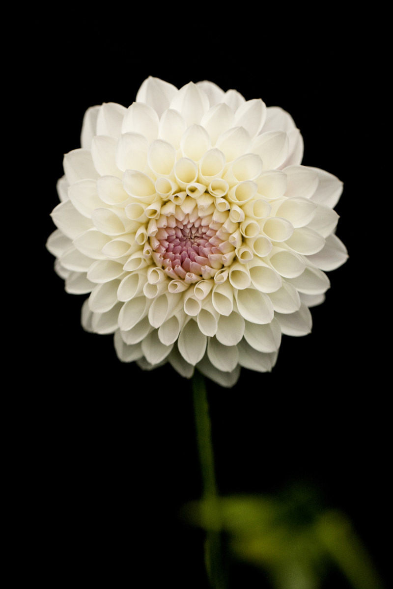 白色花瓣花|叶,壳,夏天,大丽花,头,季节,开花,明亮,植物,特写,生长,白色,精致,美丽,自然,色彩,花,花园,花瓣,茎,装饰,黑色的背景-海量高质量免版权图片素材-设计师素材-摄影图片-mitapix-美塔图像