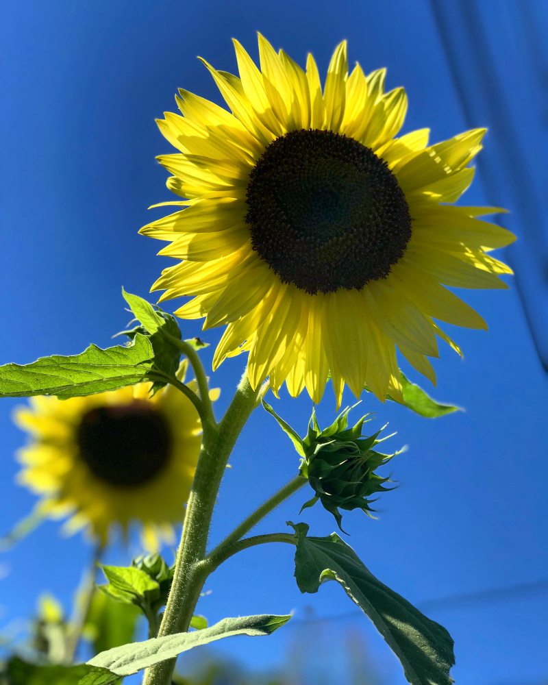 向日葵的选择性对焦摄影|叶子,向日葵,开花,户外,景深,植物,模糊,焦点,特写,生长,精致,美丽,自然,花朵,花瓣,花粉,花蕾-海量高质量免版权图片素材-设计师素材-摄影图片-mitapix-美塔图像