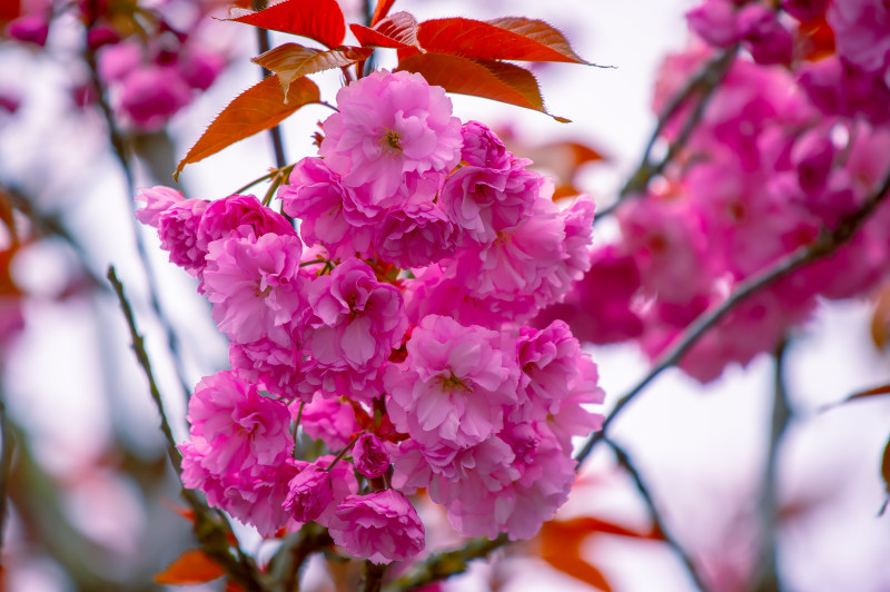 粉红色花卉特写摄影|叶子,开花,景深,植物,模糊,焦点,特写,生长,精致,美丽,自然,花朵,花瓣-海量高质量免版权图片素材-设计师素材-摄影图片-mitapix-美塔图像