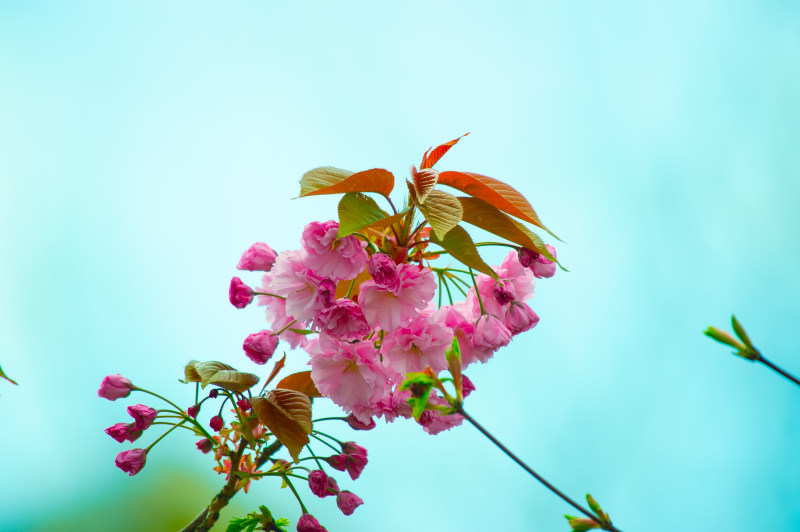 粉红色花卉特写摄影|叶子,开花,植物,特写,生长,精致,美丽,自然,花,花瓣-海量高质量免版权图片素材-设计师素材-摄影图片-mitapix-美塔图像