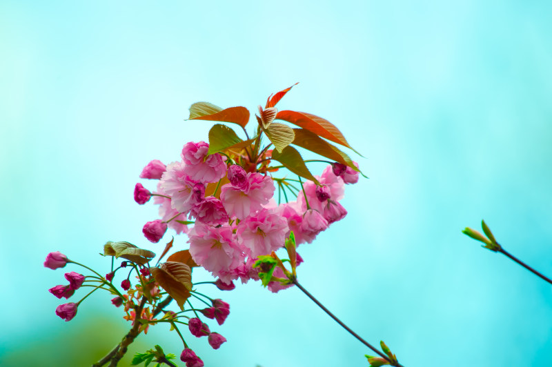 粉红色花卉特写摄影|叶子,开花,植物,特写,生长,精致,美丽,自然,花,花瓣-海量高质量免版权图片素材-设计师素材-摄影图片-mitapix-美塔图像