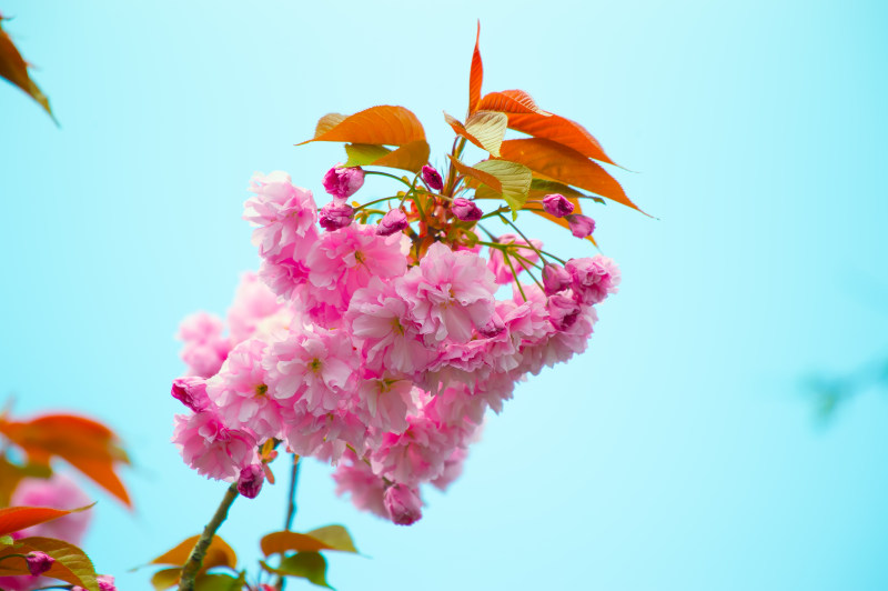 粉红色花卉特写摄影-免版税的形象,叶子,开花,植物,特写,生长,盛开,精致,美丽,自然,花,花瓣-海量高质量免版权图片素材-设计师素材-摄影图片-mitapix-美塔图像