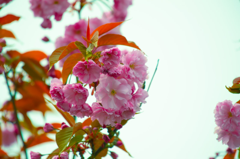 粉红色花卉特写摄影|叶子,开花,景深,植物,模糊,焦点,特写,生长,精致,美丽,自然,花朵,花瓣-海量高质量免版权图片素材-设计师素材-摄影图片-mitapix-美塔图像