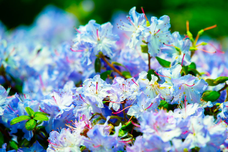 选择聚焦摄影的酱Selective Focus Photography of WhiteFlowers|叶子,增长,布鲁姆,开花,景深,植物,植物区系,模糊,焦点,特写镜头,盛开的,精致的,美丽的,自然,花,花园,花瓣-海量高质量免版权图片素材-设计师素材-摄影图片-mitapix-美塔图像