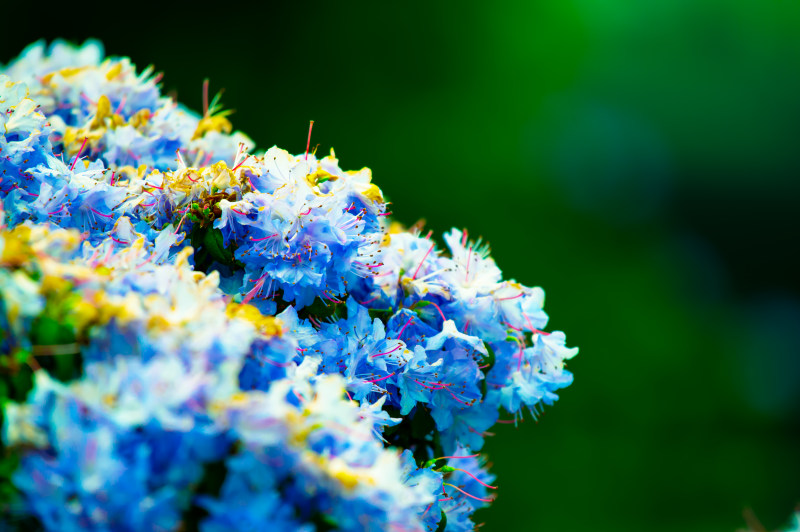 白花特写摄影|开花,景深,植物,植物群,模糊,焦点,特写,生长,精致,美丽,自然,花园,花朵,花瓣-海量高质量免版权图片素材-设计师素材-摄影图片-mitapix-美塔图像