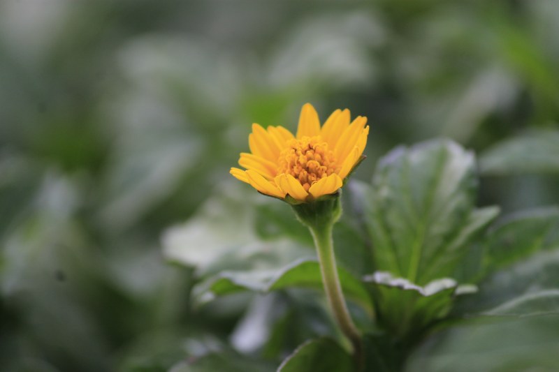 黄花瓣选择性对焦摄影|叶,季节,开花,户外,明亮,植物,模糊,焦点,特写,环境,生长,精致,美丽,自然,花,花园,花瓣-海量高质量免版权图片素材-设计师素材-摄影图片-mitapix-美塔图像