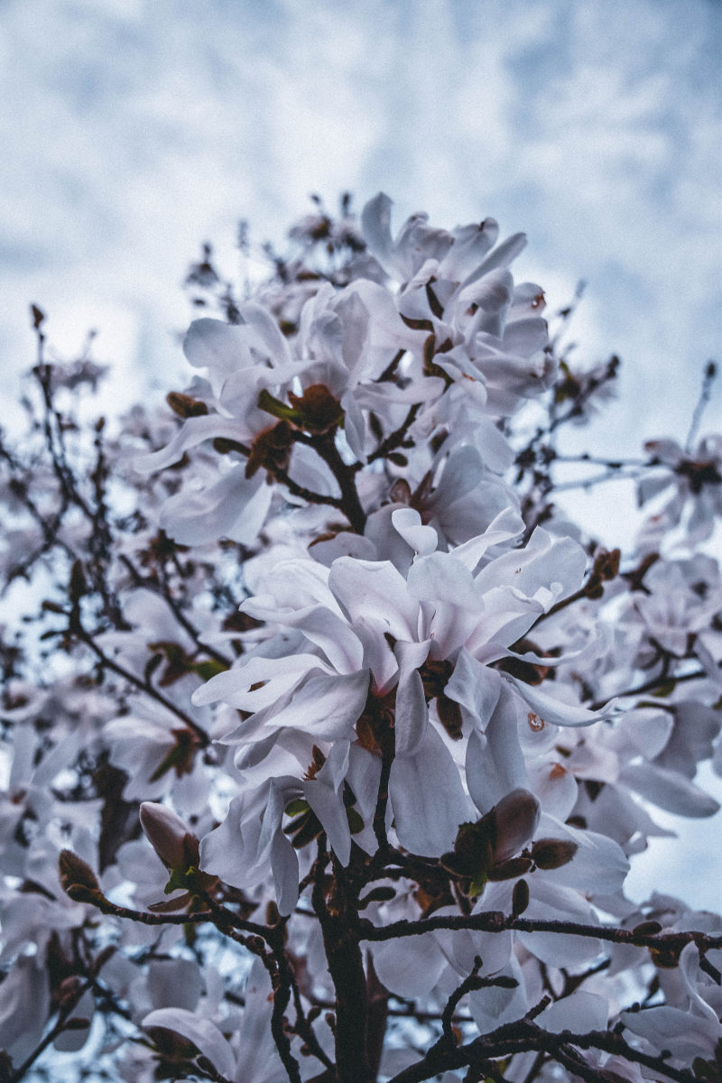 白花特写摄影|开花,户外,景深,树枝,植物,模糊,焦点,特写,生长,精致,美丽,自然,花朵,花瓣-海量高质量免版权图片素材-设计师素材-摄影图片-mitapix-美塔图像