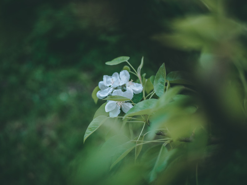 白花特写摄影|博客,叶子,开花,户外,景深,植物,模糊,焦点,特写,环境,生长,精致,美丽,自然,花卉,花瓣-海量高质量免版权图片素材-设计师素材-摄影图片-mitapix-美塔图像