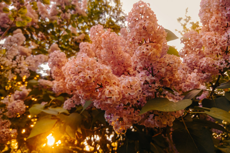 粉红色花卉摄影|叶子,开花,景深,植物,模糊,焦点,特写,盛开,精致,美丽,花朵,花瓣-海量高质量免版权图片素材-设计师素材-摄影图片-mitapix-美塔图像