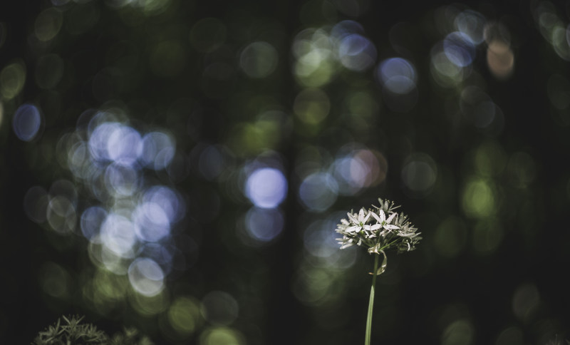 特写摄影的花Close-Up Photography of Flowers|布鲁姆,散景,景深,植物,植物区系,模糊,焦点,特写镜头,盛开的,精致的,美丽的,花,花瓣-海量高质量免版权图片素材-设计师素材-摄影图片-mitapix-美塔图像