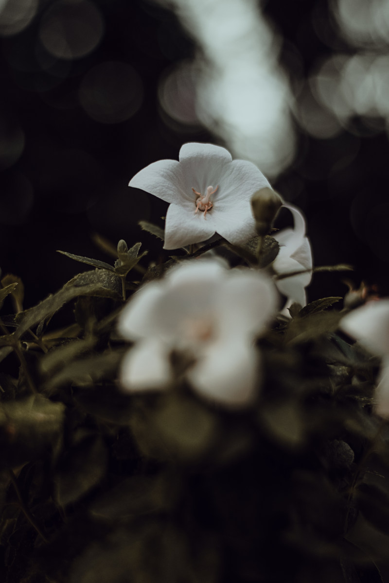 白花特写摄影|博客,开花,植物,模糊,焦点,特写,环境,生长,白花,精致,绿叶,美丽,自然,自然摄影,花,花园,花瓣-海量高质量免版权图片素材-设计师素材-摄影图片-mitapix-美塔图像