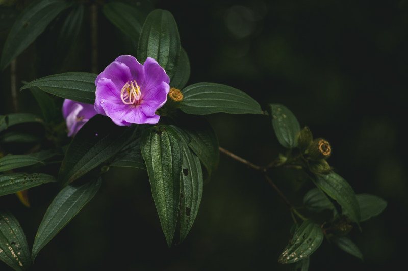 紫色花瓣花特写照片|叶子,夏天,奇异的,季节,开花的,户外,明亮的,植物,植物群,深绿色的植物,热带的,环境,生长,盛开的,精致的,紫色,美丽的,自然,花,花园,花瓣,花粉,颜色的-海量高质量免版权图片素材-设计师素材-摄影图片-mitapix-美塔图像