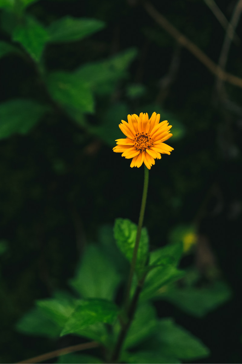 橙色雏菊花|光,叶子,夏天,季节,开花,户外,明亮,植物,模糊,橙色花,环境,生长,精致,美丽,自然,花,花园,花瓣,草,选择性的焦点,雏菊,颜色-海量高质量免版权图片素材-设计师素材-摄影图片-mitapix-美塔图像