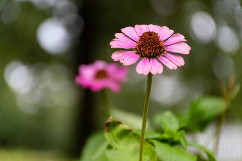 粉红锥花选择性对焦照片-博客,开花,植物,模糊,焦点,特写,生长,粉红色花,精致,美丽,花,花瓣,锥花-海量高质量免版权图片素材-设计师素材-摄影图片-mitapix-美塔图像