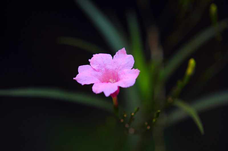 美丽绽放|叶子,开花的,户外,明亮的,植物,植物学的,模糊的,特写的,生长,盛开的,美丽的,自然,色彩,花,花瓣-海量高质量免版权图片素材-设计师素材-摄影图片-mitapix-美塔图像