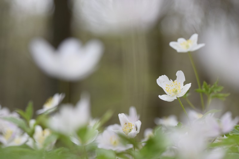 白花选择性对焦摄影|季节的,开花的,户外的,明亮的,春天的花,植物的,模糊的,生长的,田野的,田野的深度的,盛开的,细腻的,美丽的,色彩的,花园的,花瓣的,花的,草的-海量高质量免版权图片素材-设计师素材-摄影图片-mitapix-美塔图像