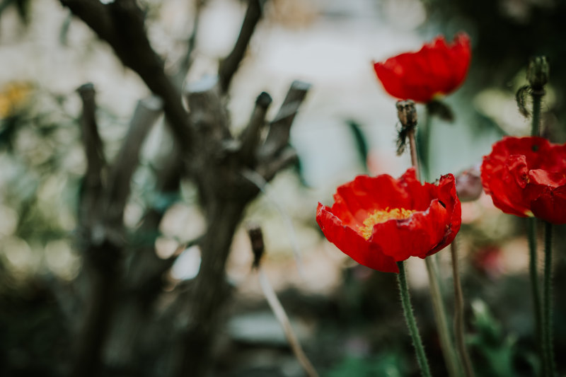 红色花瓣花焦点照片|公园,宏观,开花,户外,明亮,植物,模糊,生长,盛开,红色,罂粟花,美丽,花园,花瓣,颜色-海量高质量免版权图片素材-设计师素材-摄影图片-mitapix-美塔图像