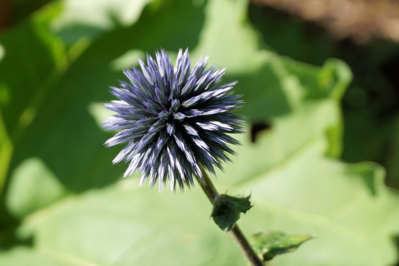 美丽绽放|叶子,夏天,季节,开花,户外,明亮,植物,模糊,热带,特写,生长,皇室免费形象,紫色,美丽,自然,花,花园,花瓣,草本植物,蓟,野生,颜色-海量高质量免版权图片素材-设计师素材-摄影图片-mitapix-美塔图像