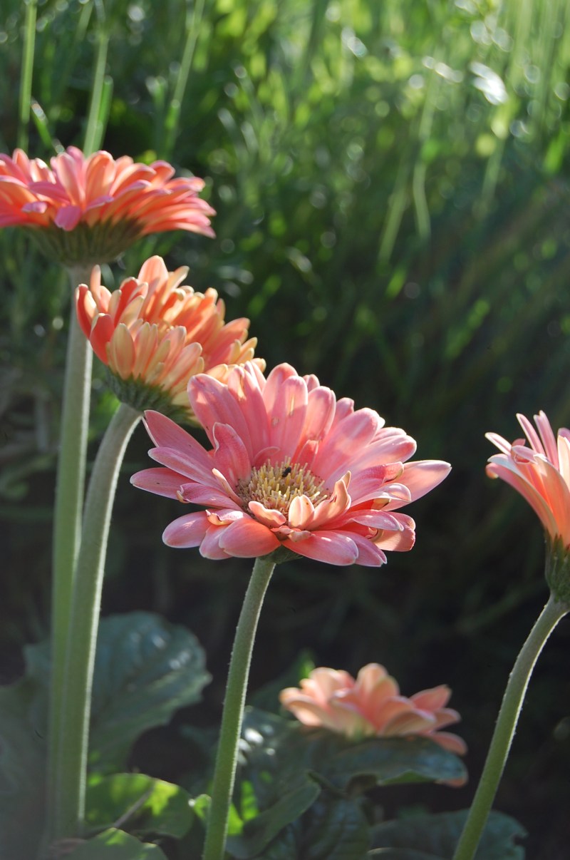 美丽绽放|叶子,夏天,大丽花,季节,开花,户外,明亮,植物,模糊,特写,生长,绿色,美丽,花卉,花园,花瓣,阳光,颜色,鲑鱼色-海量高质量免版权图片素材-设计师素材-摄影图片-mitapix-美塔图像